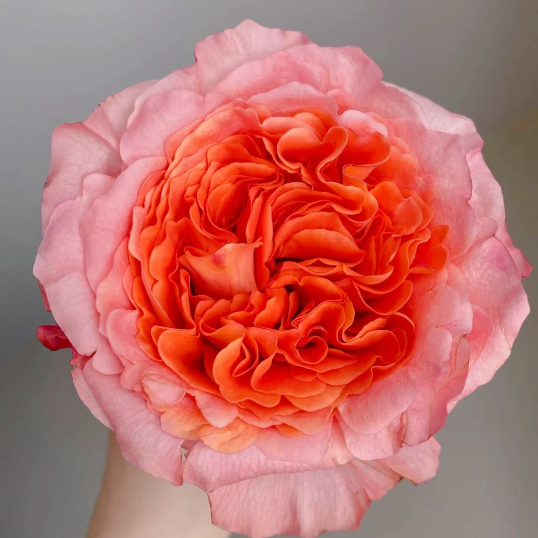 Special Song Rose