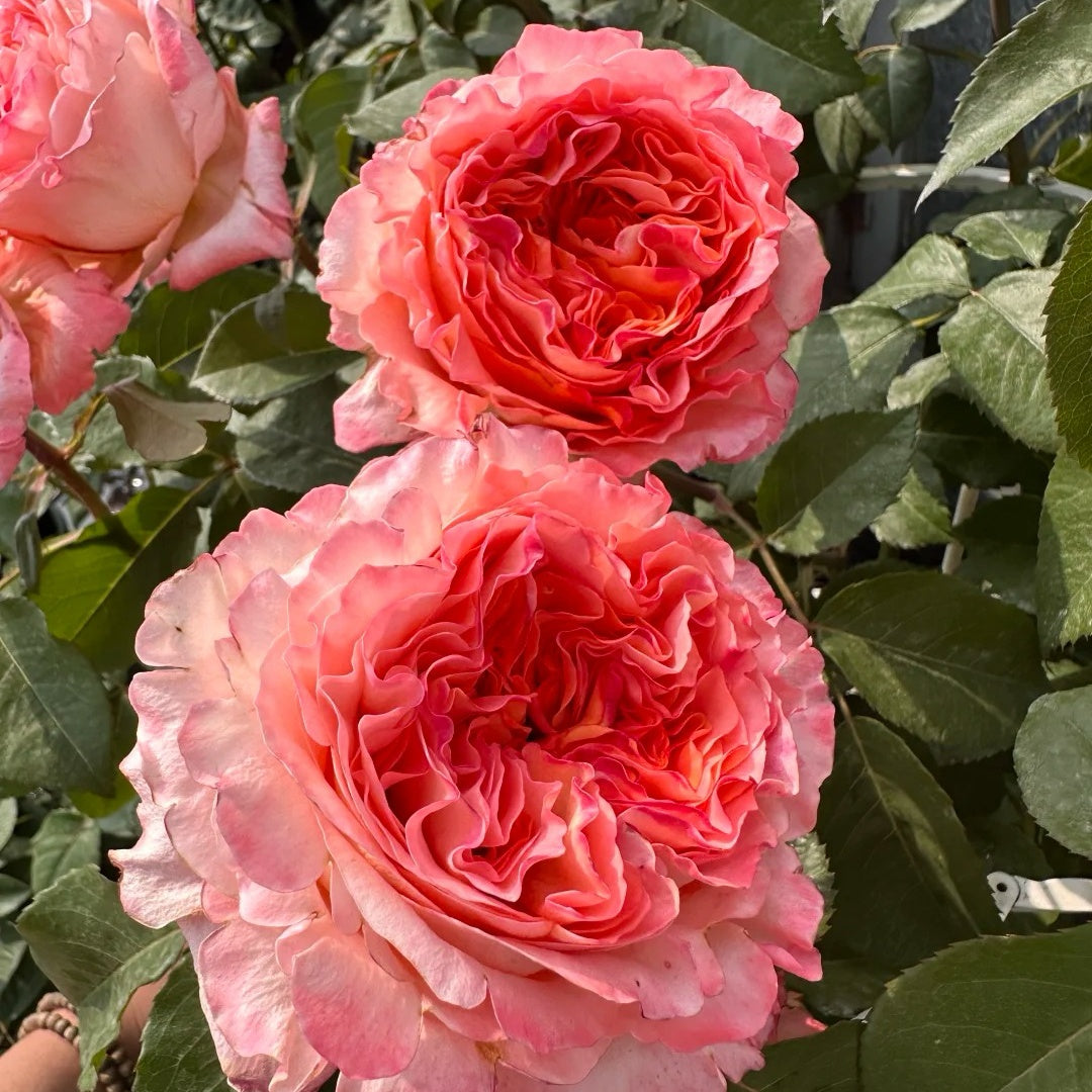Special Song Rose