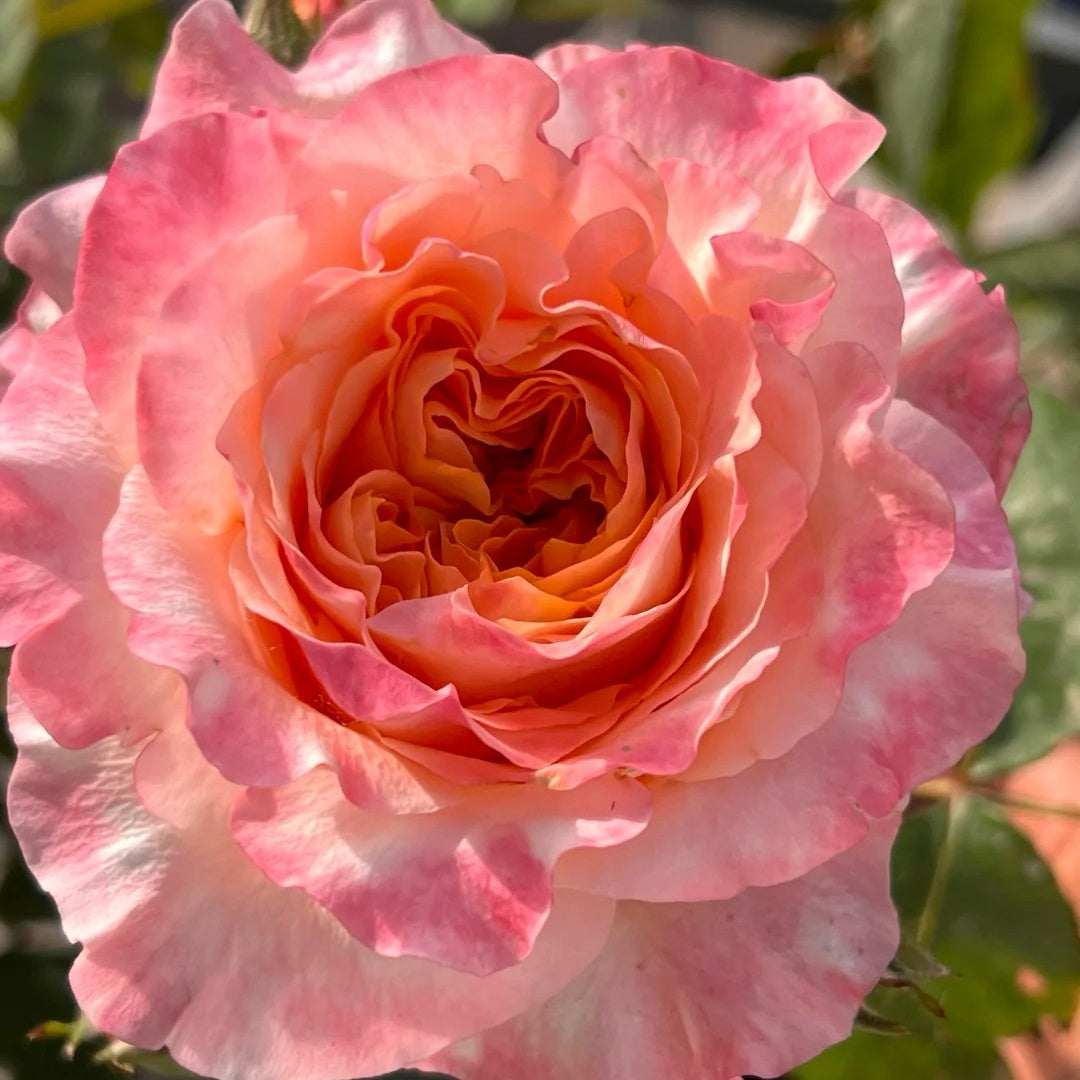 Special Song Rose