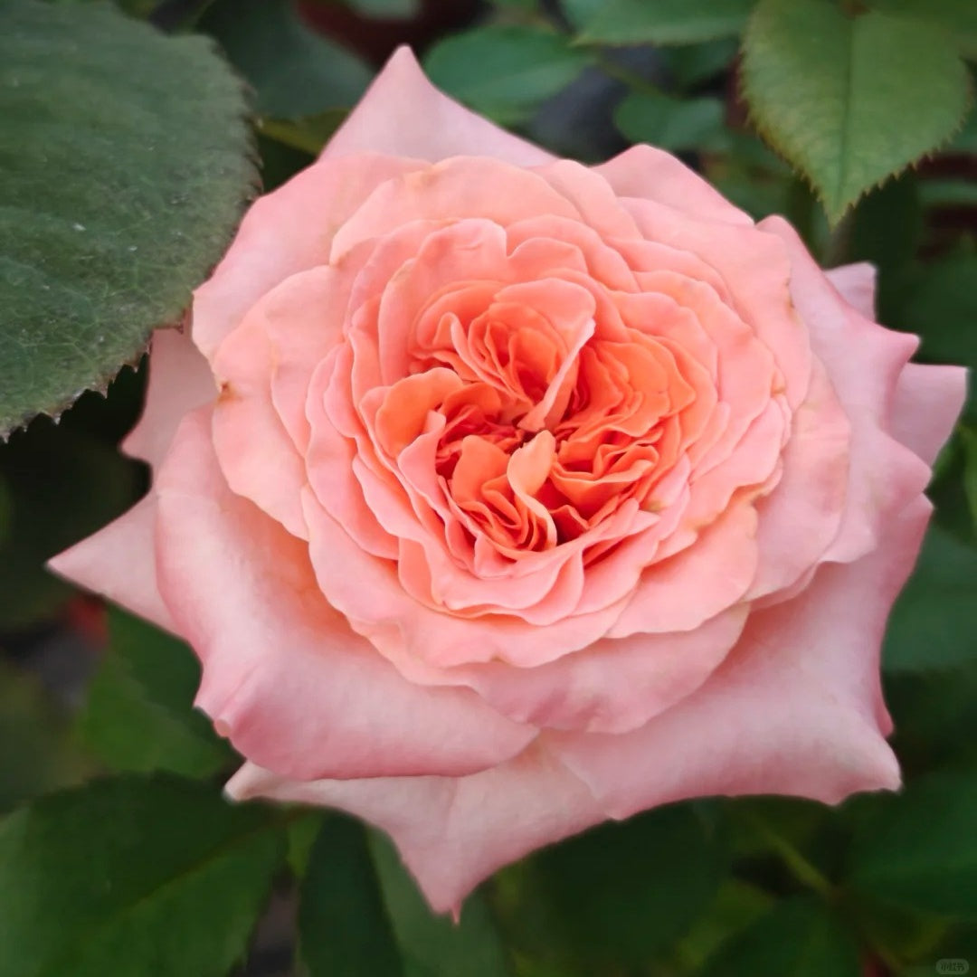 Special Song Rose