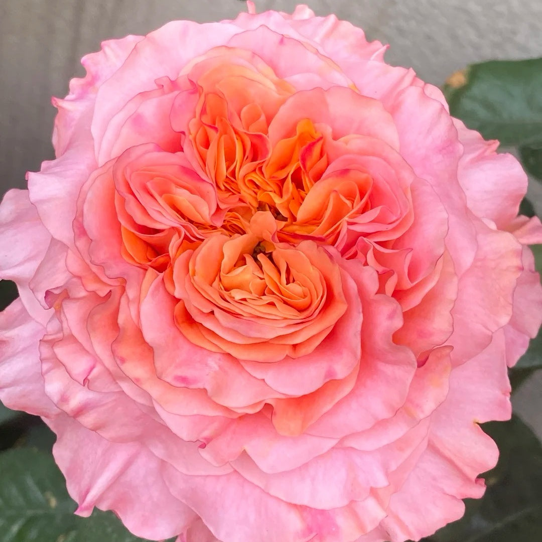 Special Song Rose