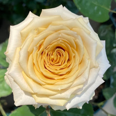 Spoiler Rose