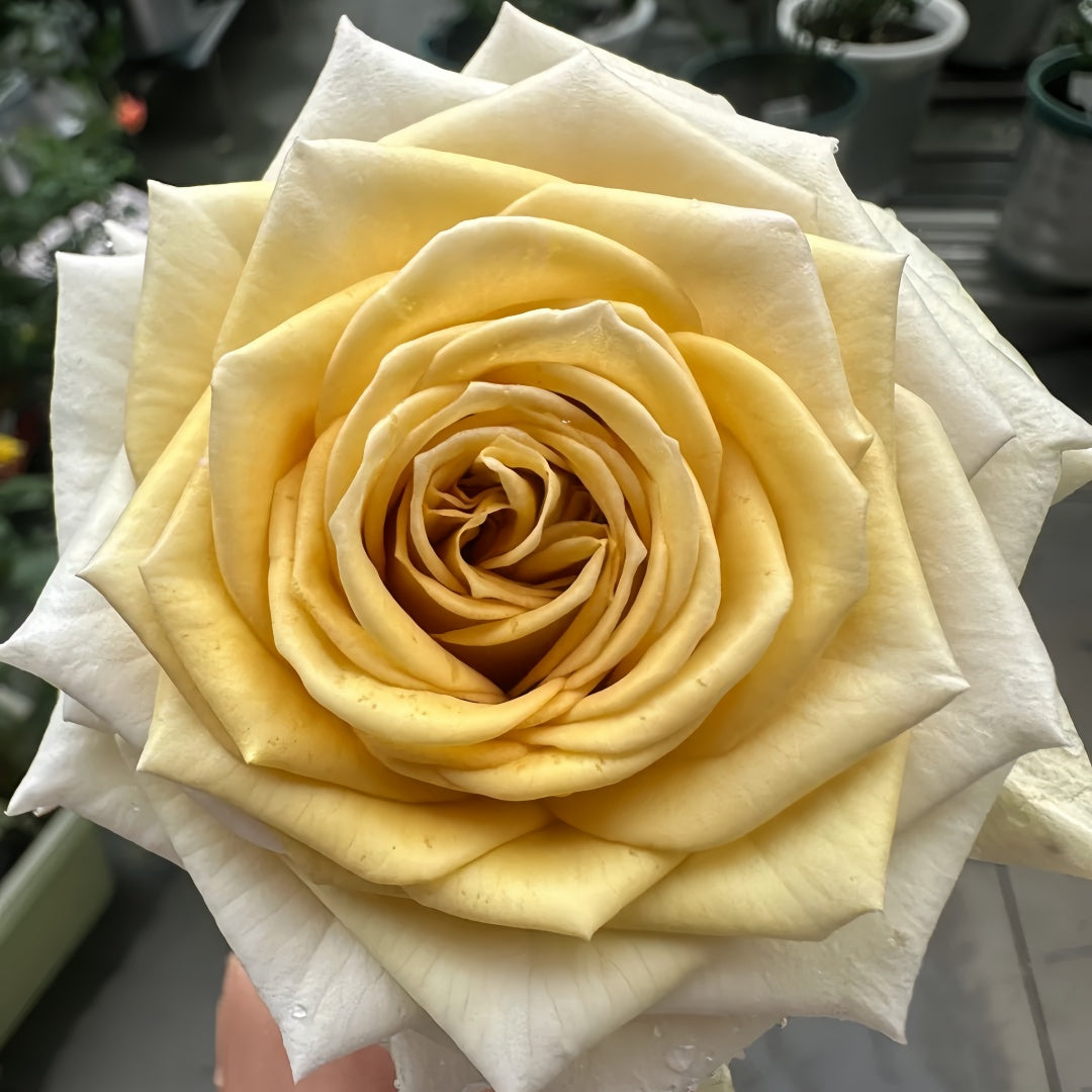 Spoiler Rose