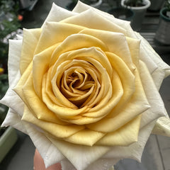 Spoiler Rose