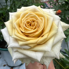 Spoiler Rose