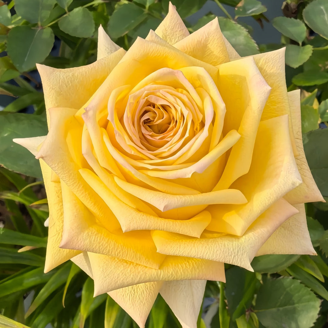 Spoiler Rose