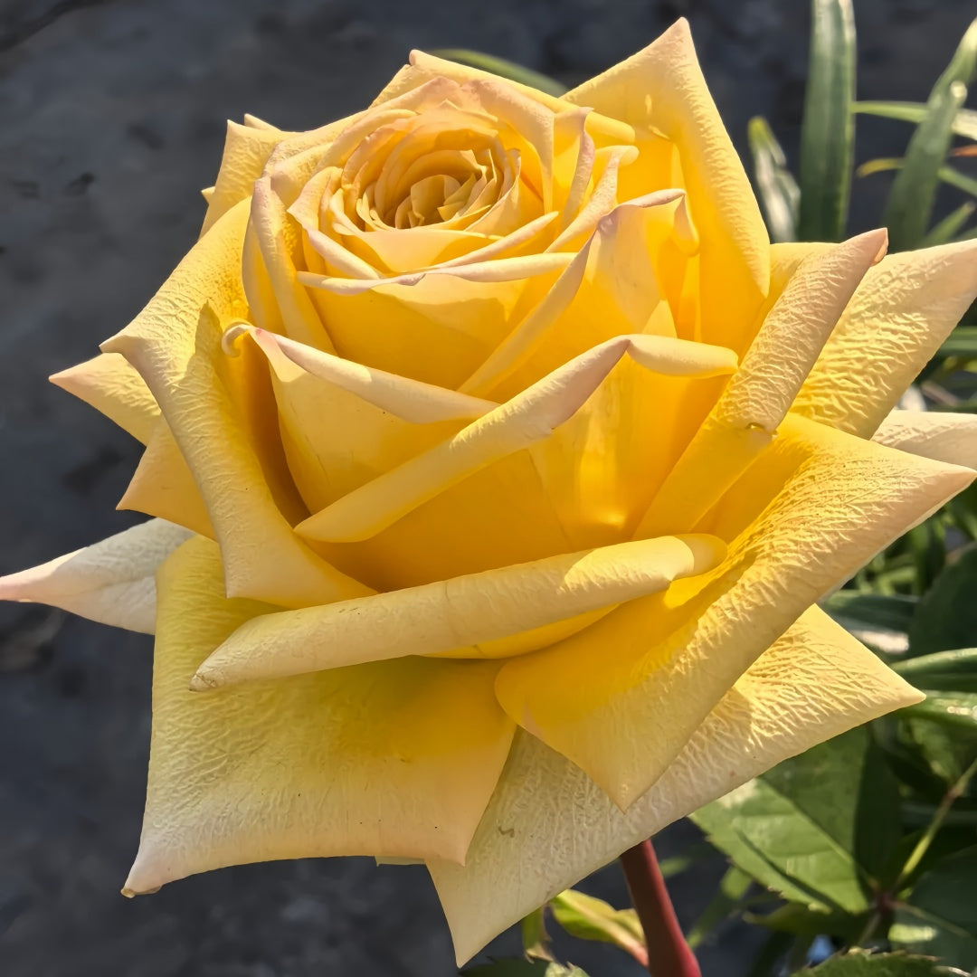 Spoiler Rose