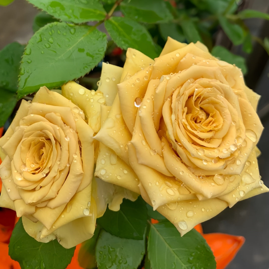 Spoiler Rose