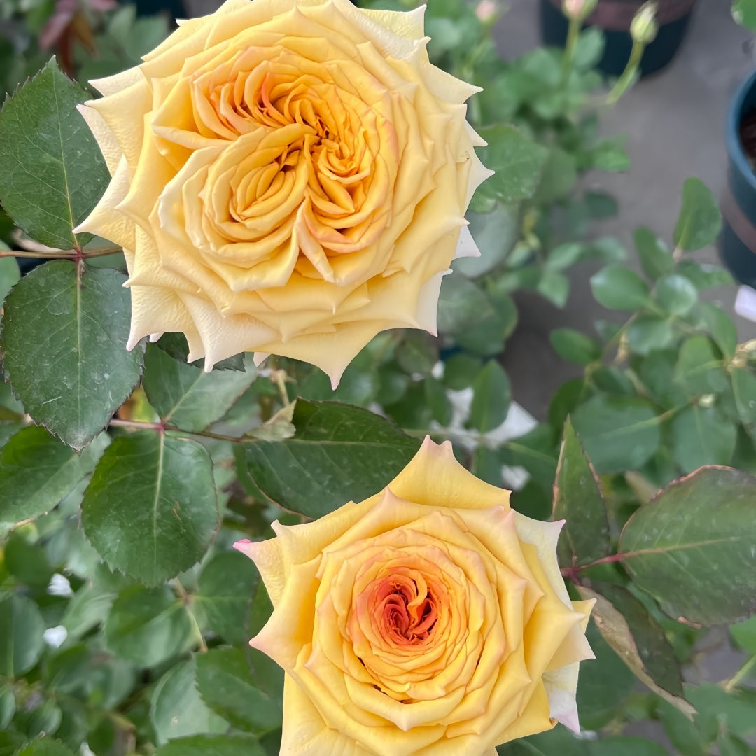 Spoiler Rose