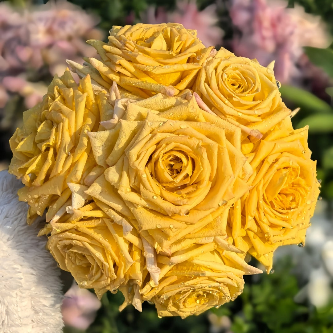Spoiler Rose