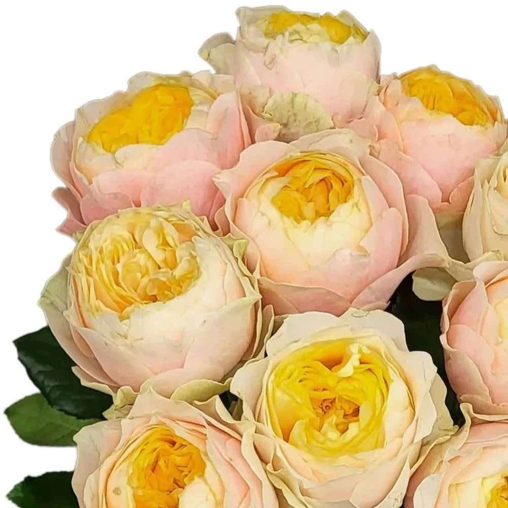 St. Peter's Park Rose-圣彼得公园 | Netherland Cut Roses-Pre-Sale – Ergongzy ...
