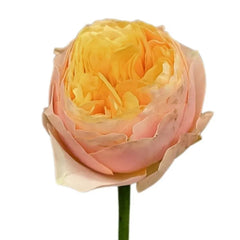 St. Peter's Park Rose