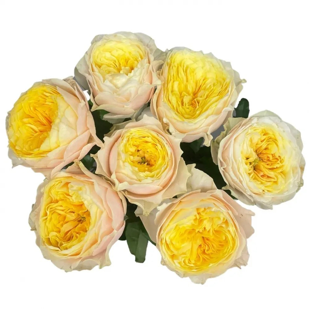 St. Peter's Park Rose