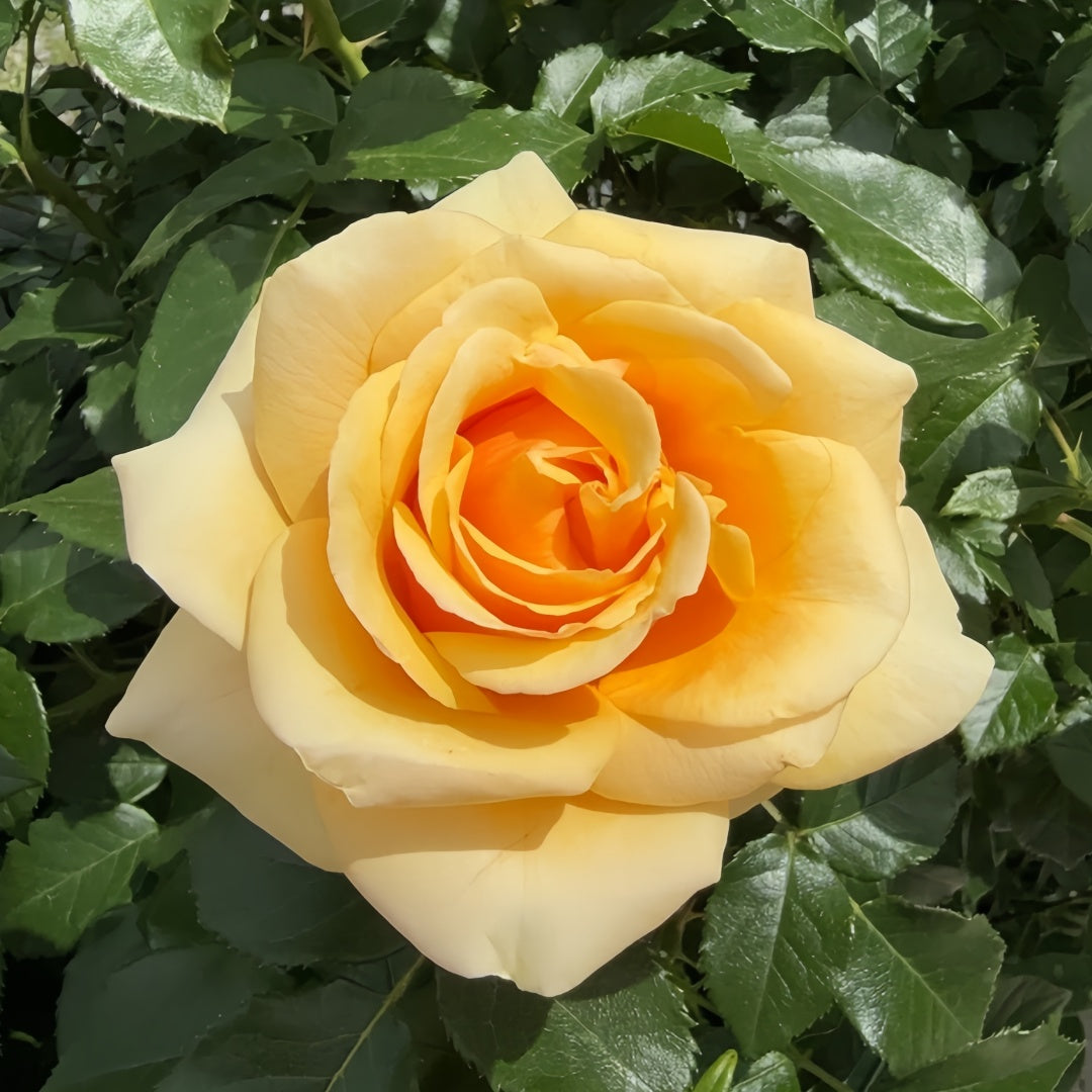 St.Tropez rose