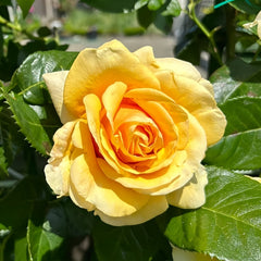 St.Tropez rose