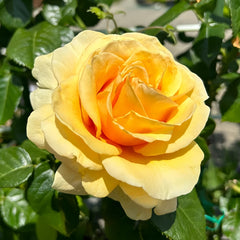 St.Tropez rose