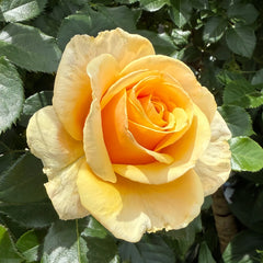 St.Tropez rose