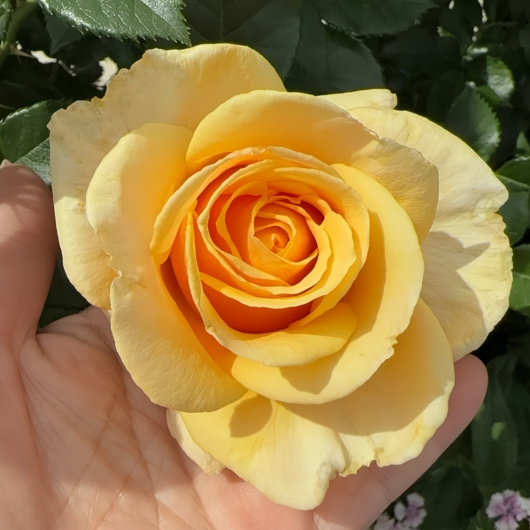St.Tropez rose