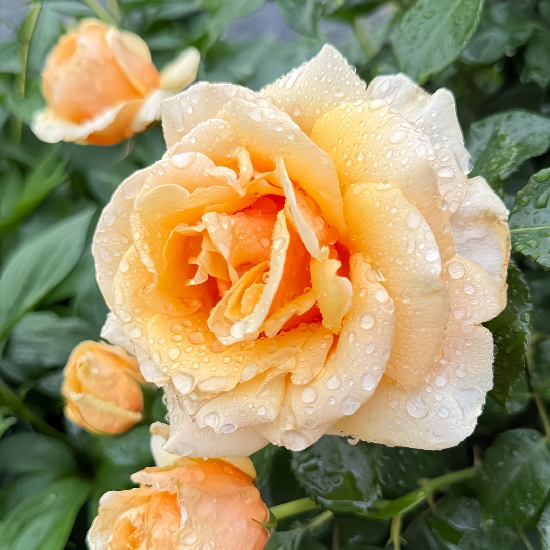 St.Tropez rose