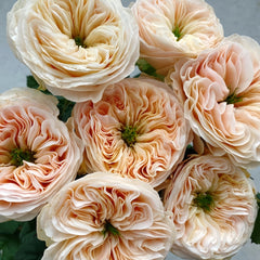 Stanley Abbey Rose