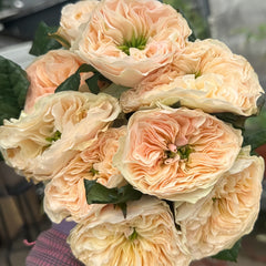 Stanley Abbey Rose