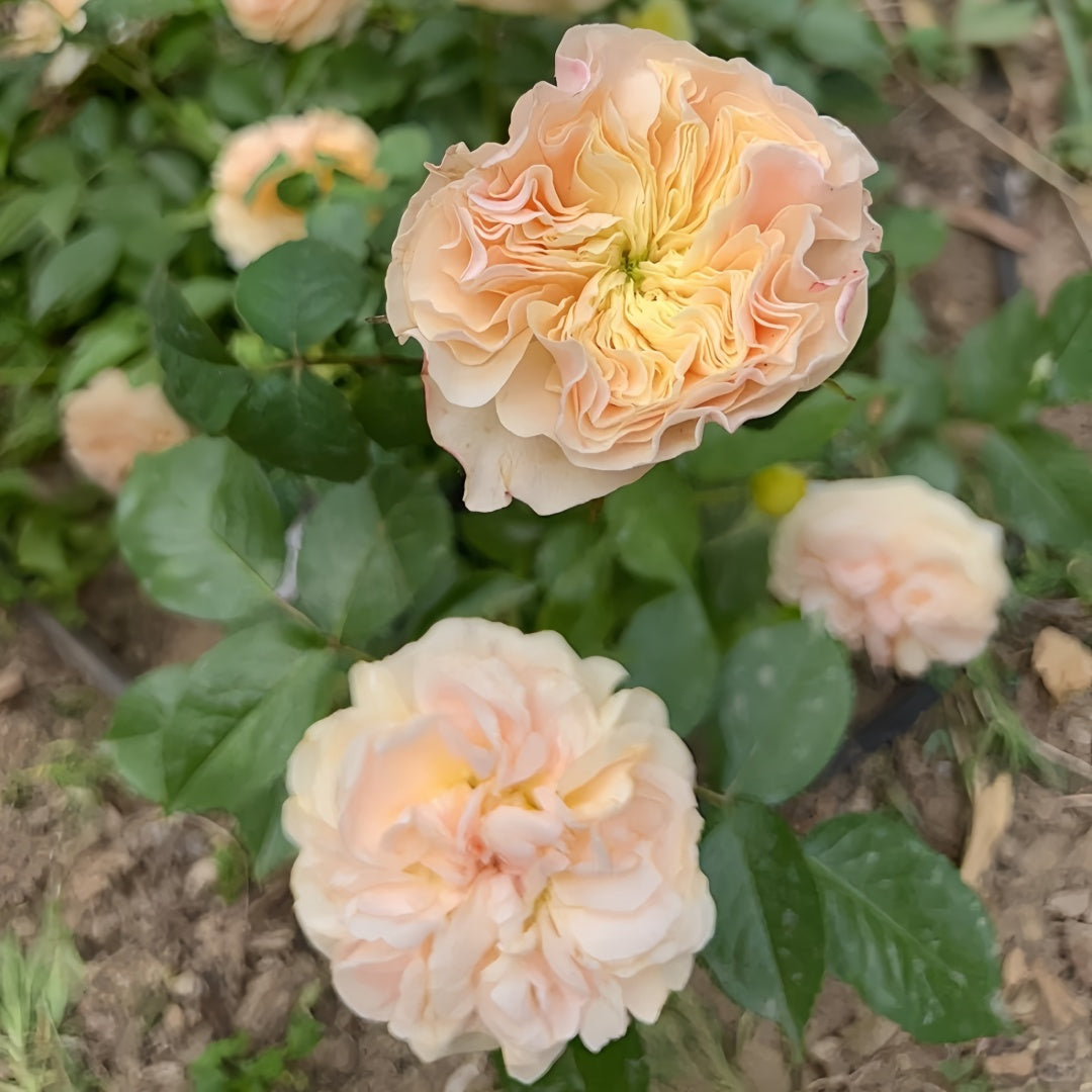 Stanley Abbey Rose