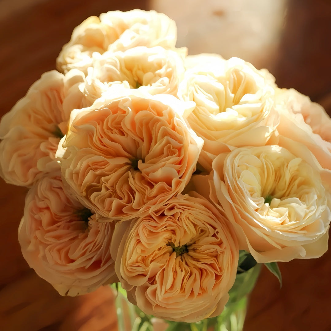Stanley Abbey Rose