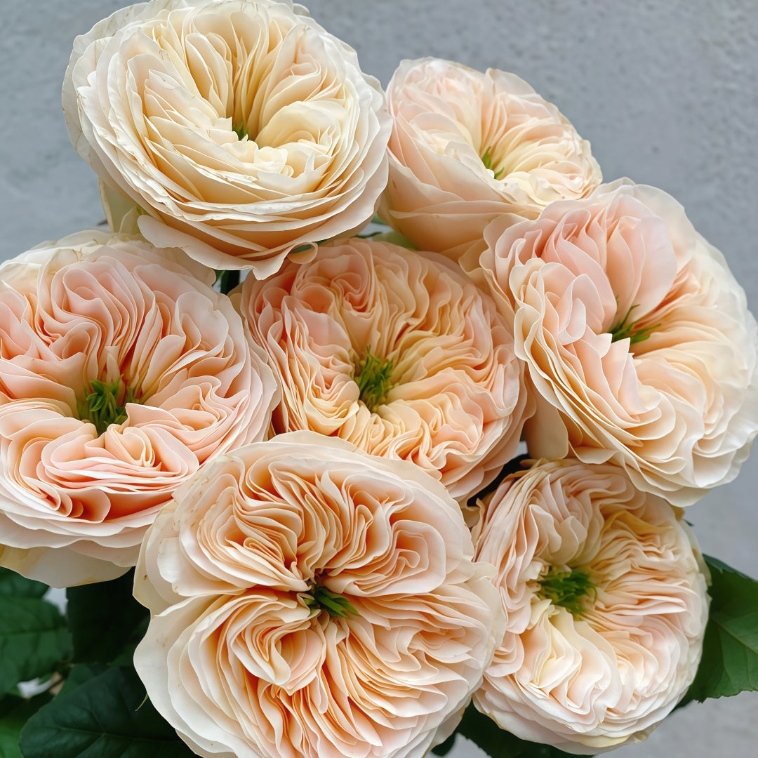 Stanley Abbey Rose