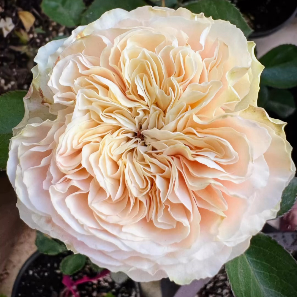 Stanley Abbey Rose-斯坦利修道院|Germany Cut Rose – Ergongzy Roses