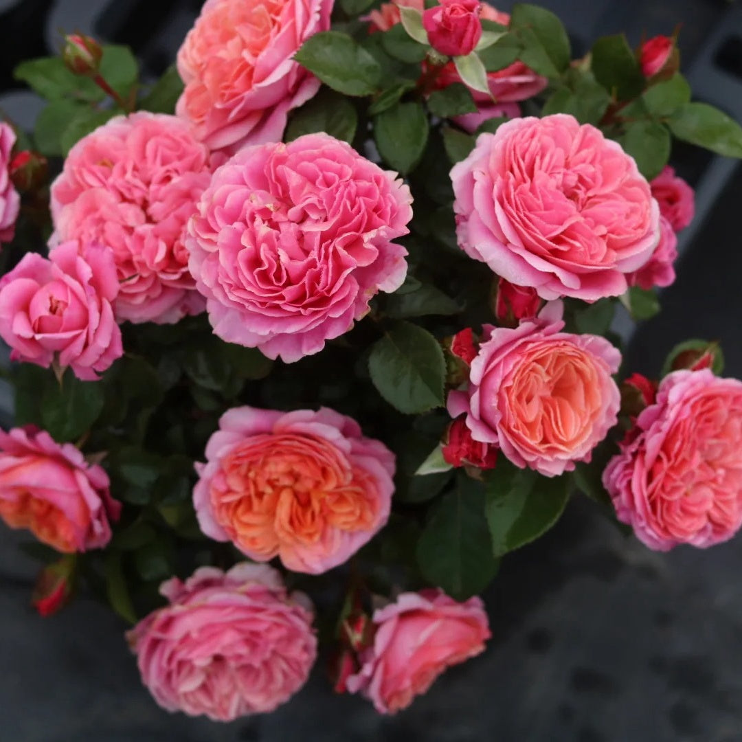 Stars Rose