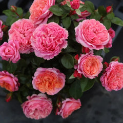Stars Rose