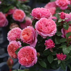 Stars Rose