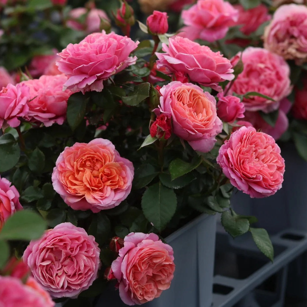 Stars Rose