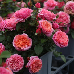 Stars Rose
