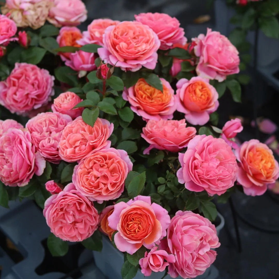 Stars Rose