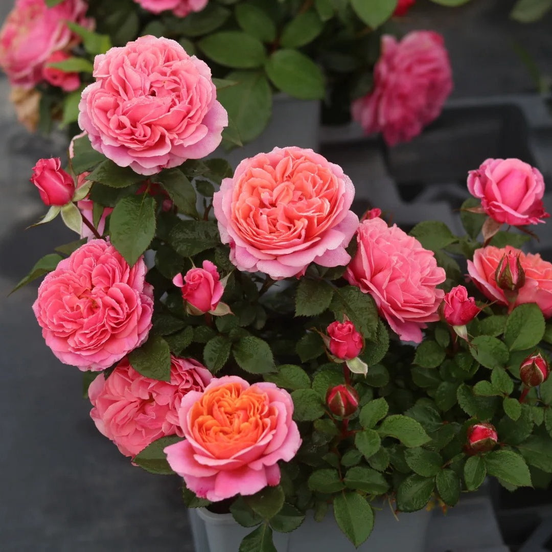 Stars Rose