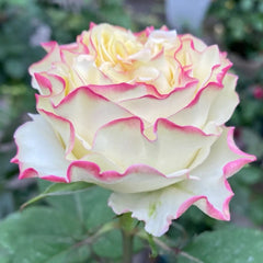 Stylist Rose