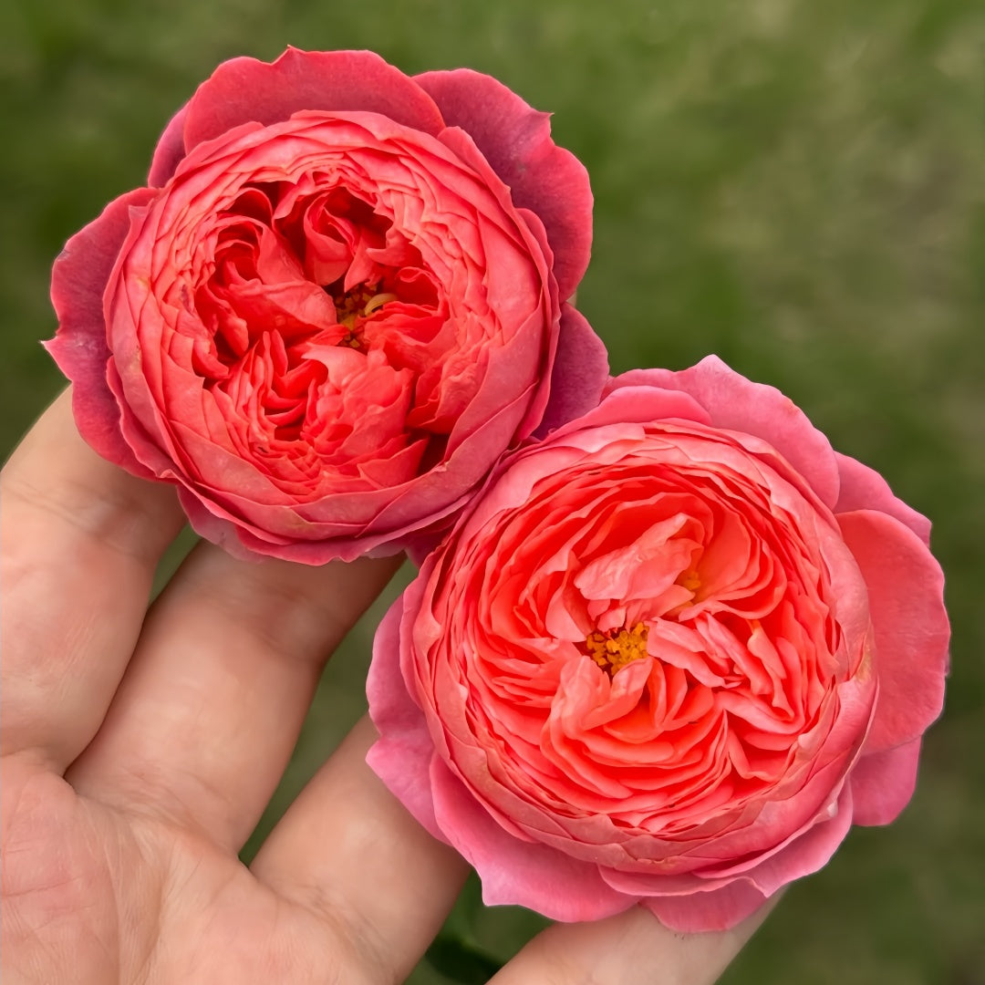 Summer fireworks Rose