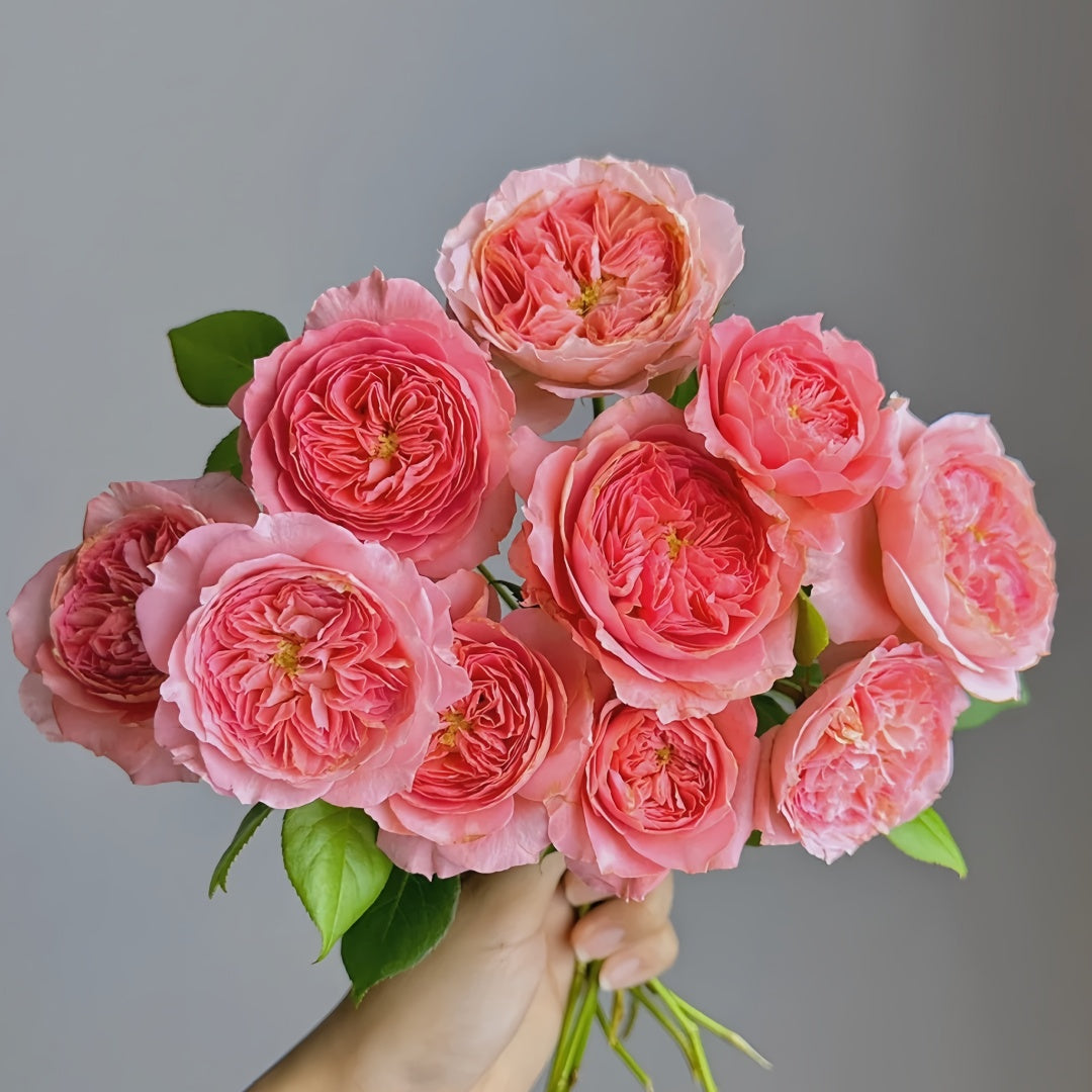 Summer fireworks Rose