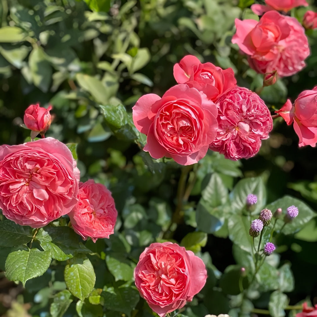 Summer fireworks Rose