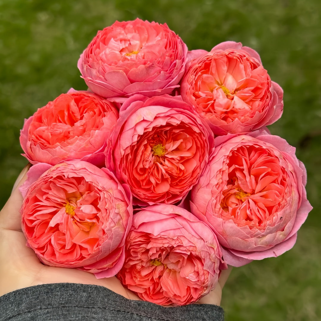 Summer fireworks Rose