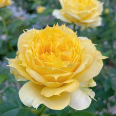 Sunny antike Rose