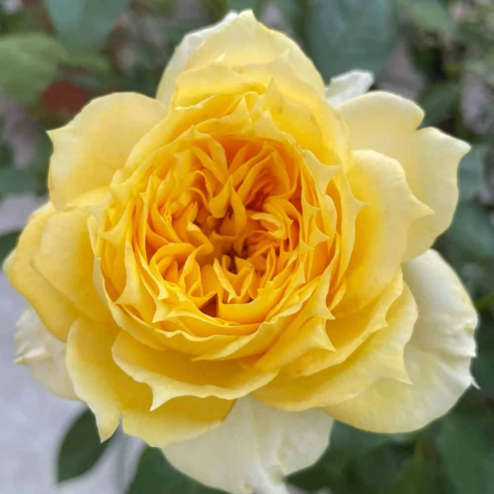 Sunny antike Rose