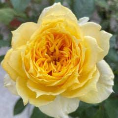 Sunny antike Rose
