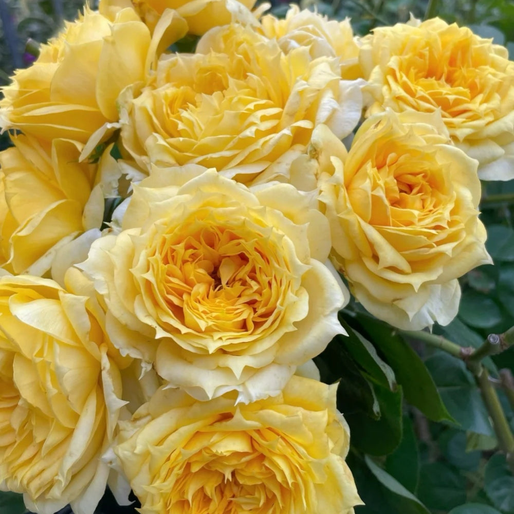 Sunny antike Rose