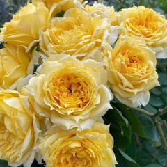 Sunny antike Rose