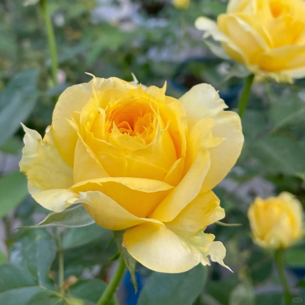 Sunny antike Rose