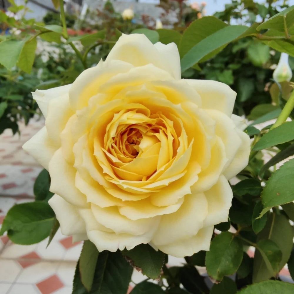 Sunny antike Rose