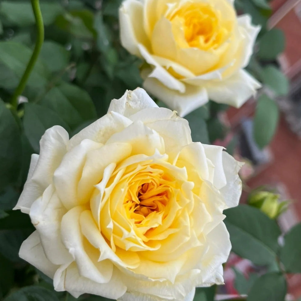 Sunny antike Rose