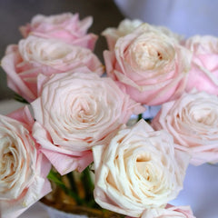 Suplesse Rose